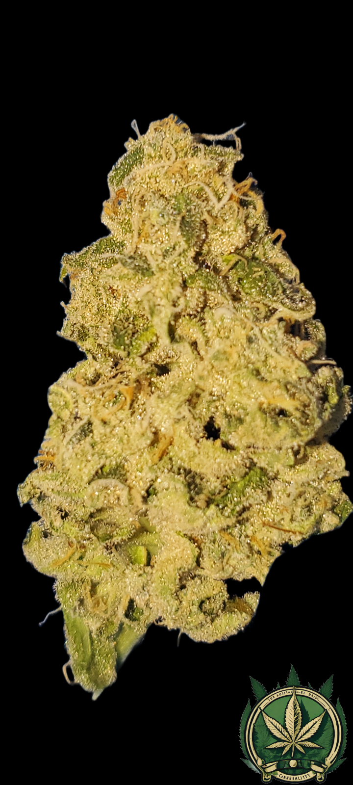 An image of Mangonoyes Kush