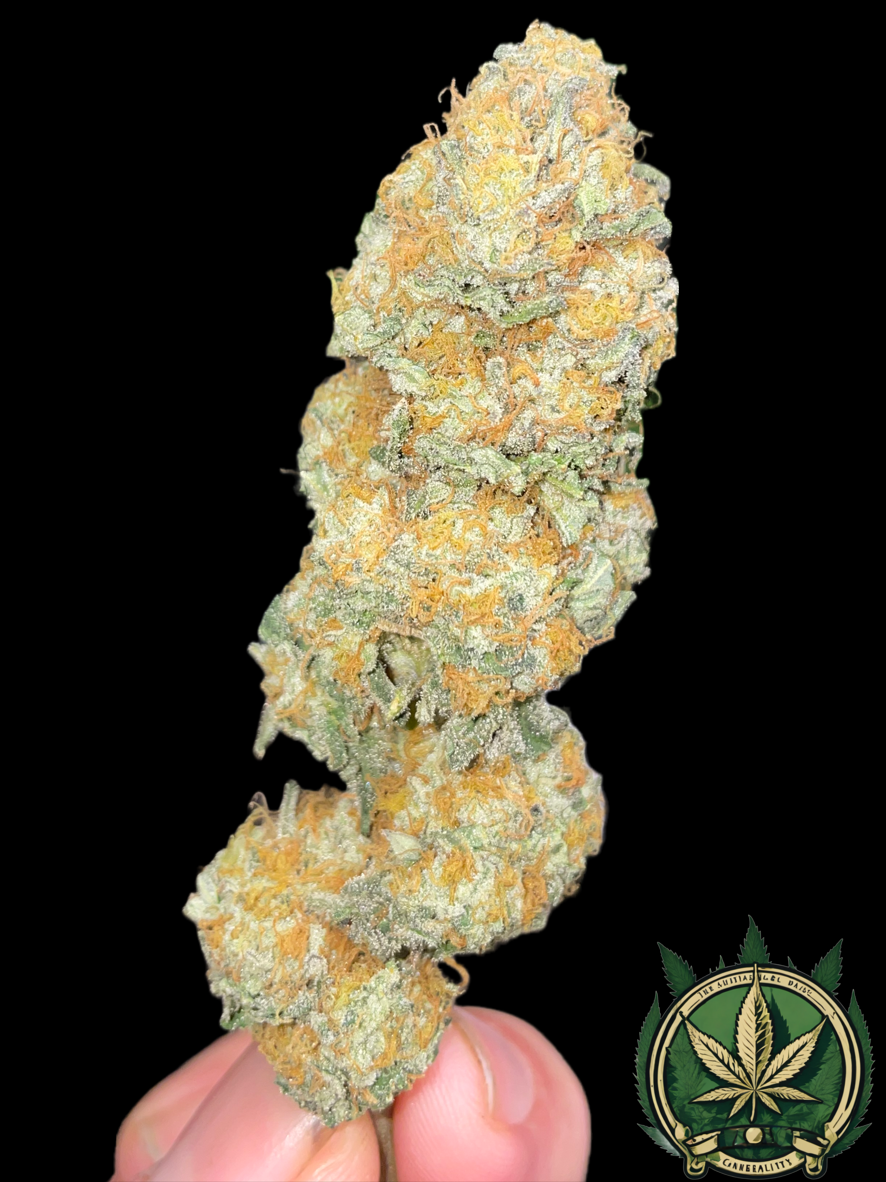 An image of Noyes OG