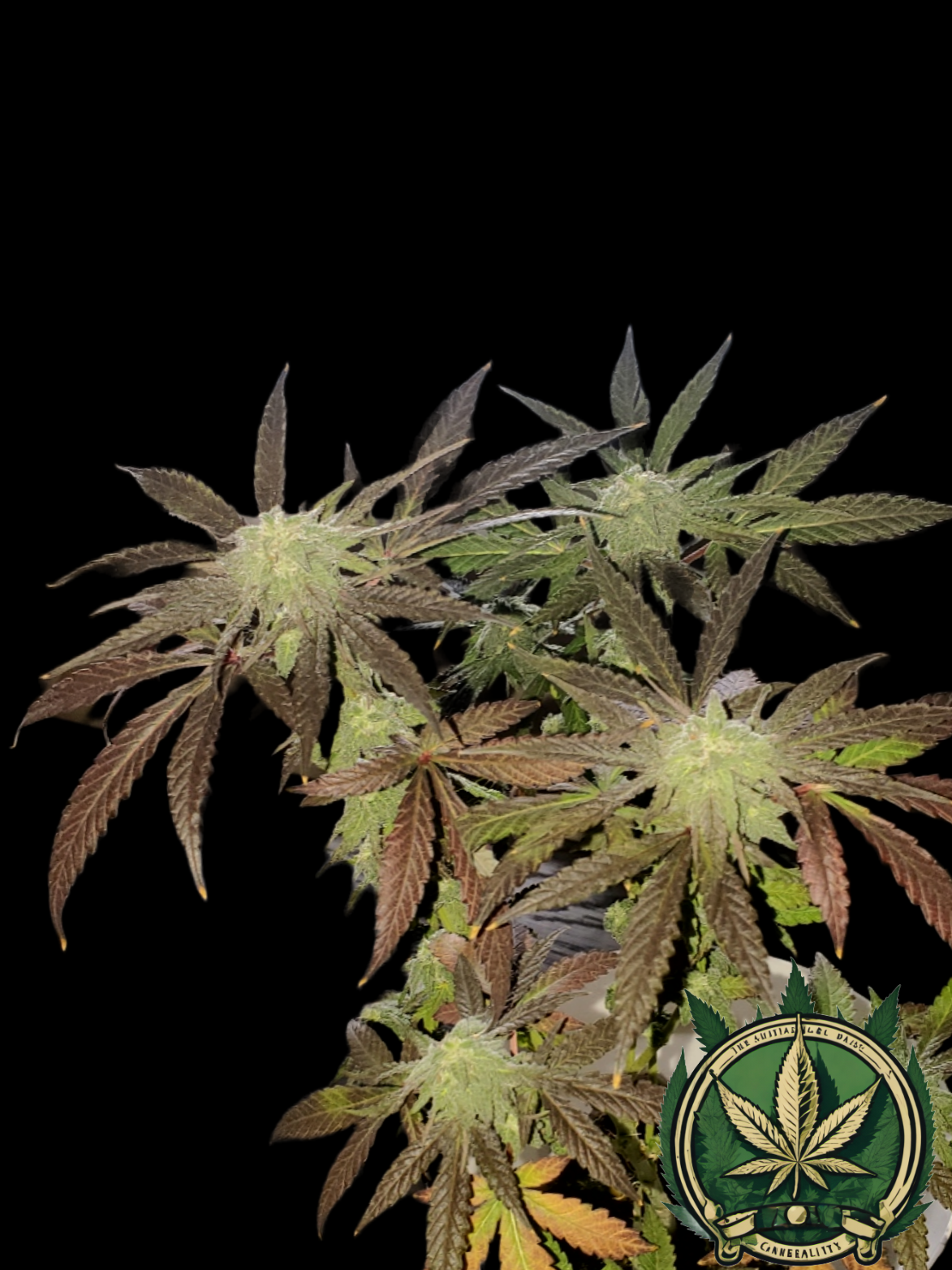 An image of Yesno Kush