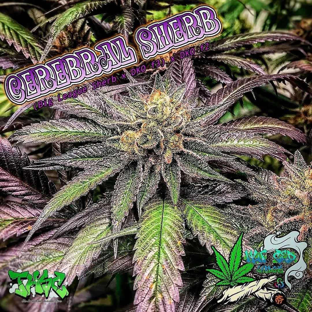 An image of Cerebral Sherb
