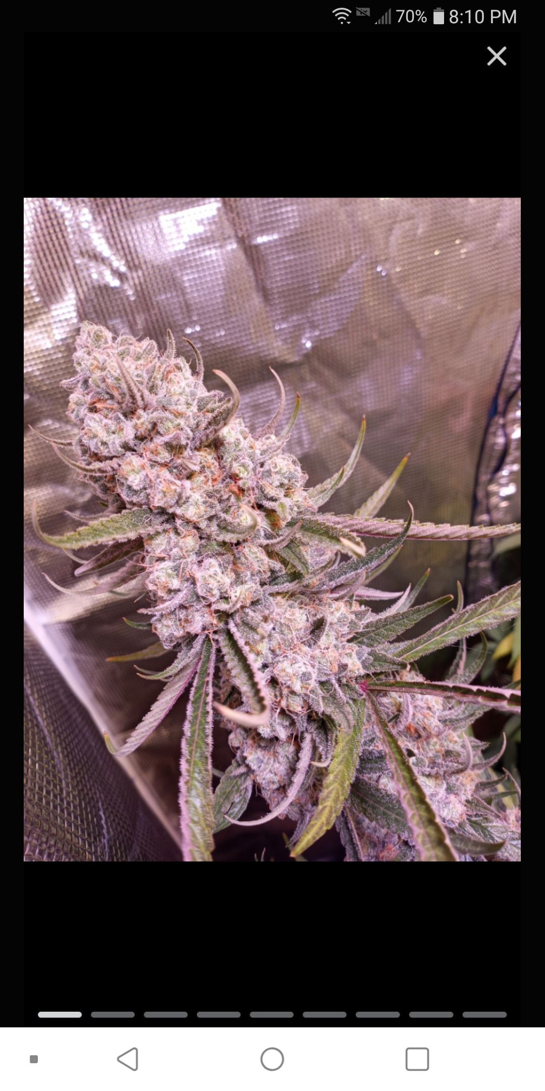 An image of Banana Tooth S1