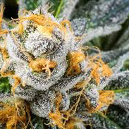 An image of Purple Creamsicle
