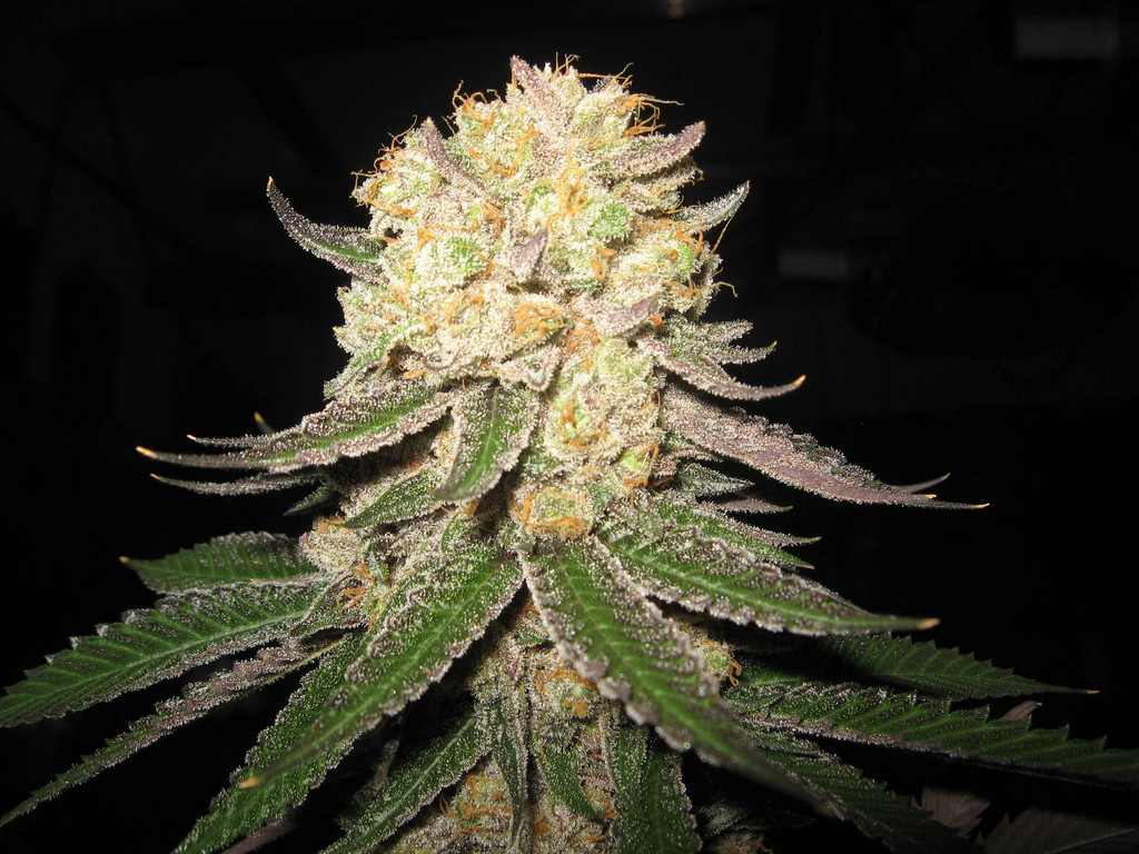 An image of Fire Alien Master