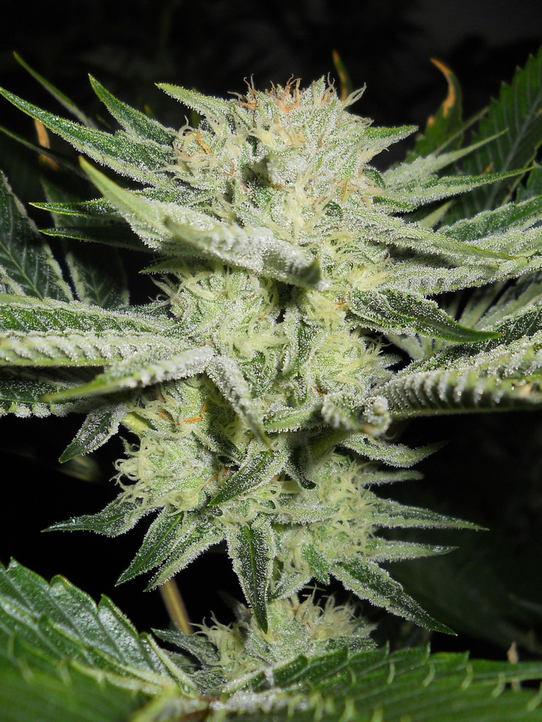An image of White S1