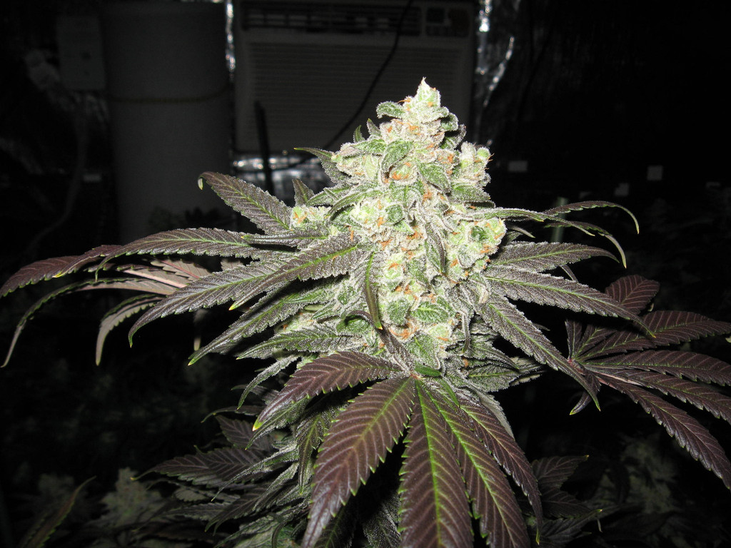 An image of White Super Skunk
