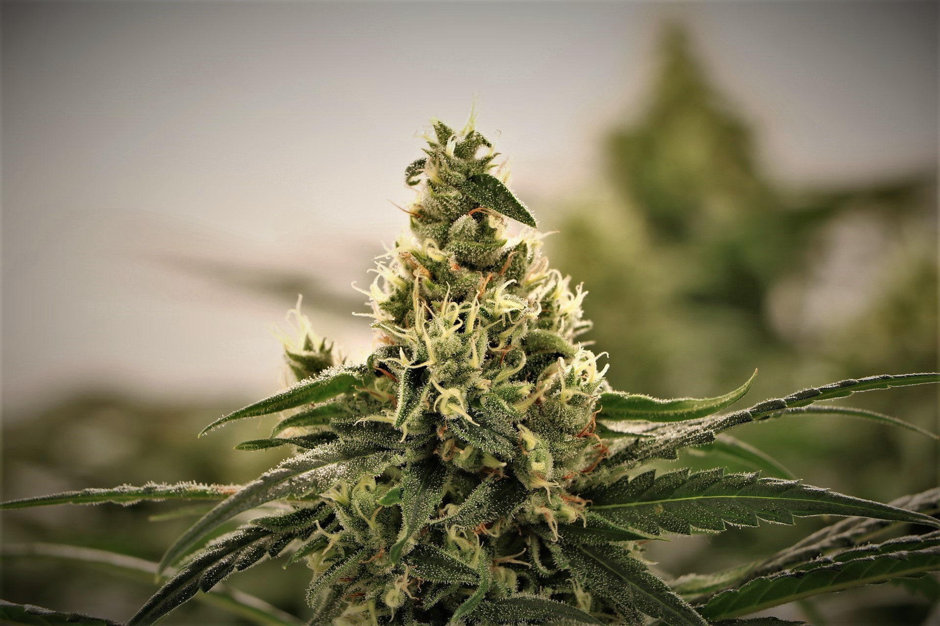 An image of Napoleon Haze