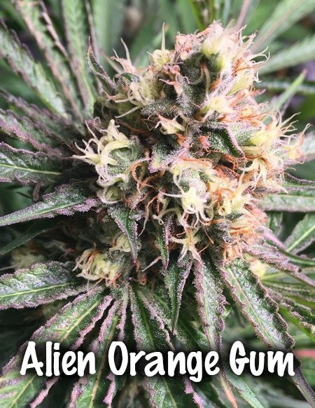 An image of Alien Orange Gum