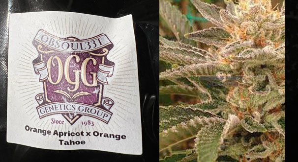 An image of Orange Apricot X Orange Tahoe