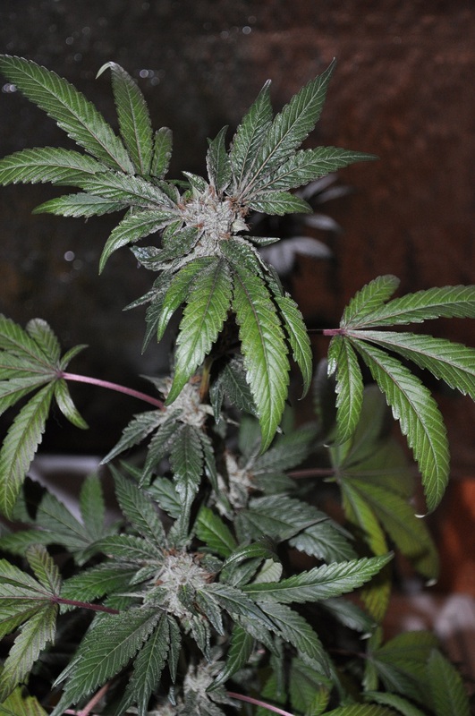 An image of Bubble Kush