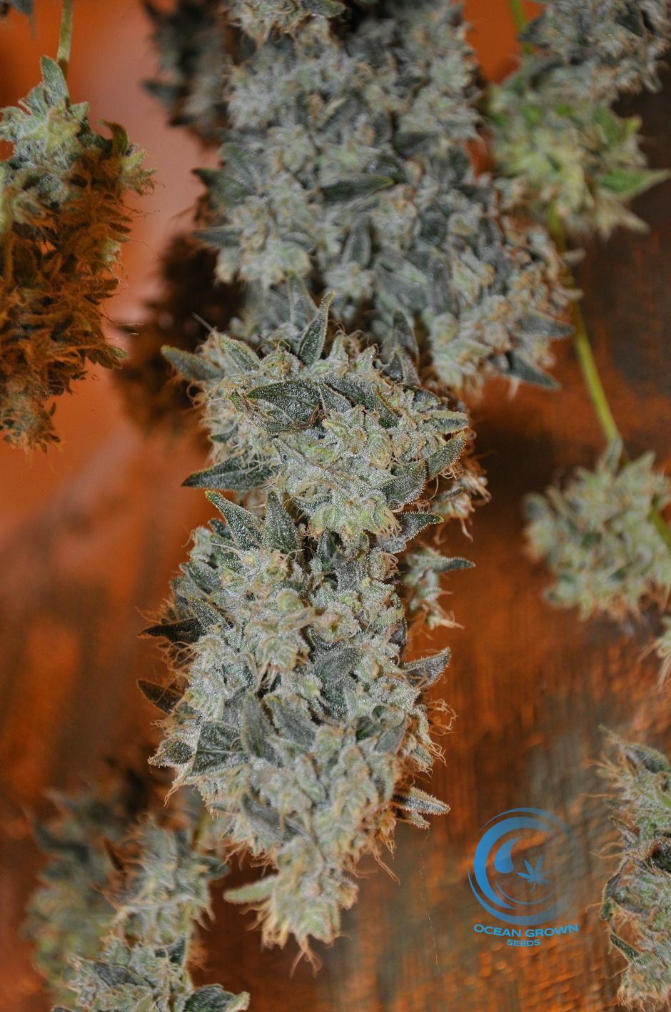 An image of Jedi OG