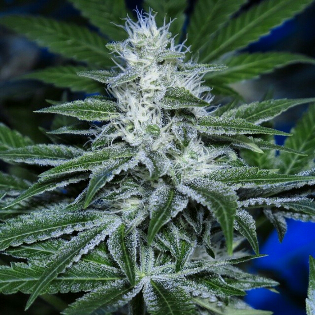 An image of Love Potion 99