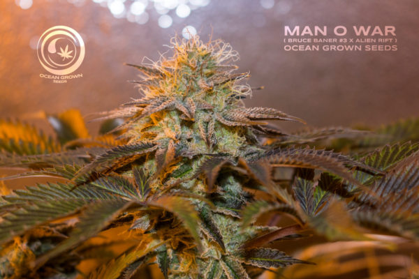 An image of Man o War