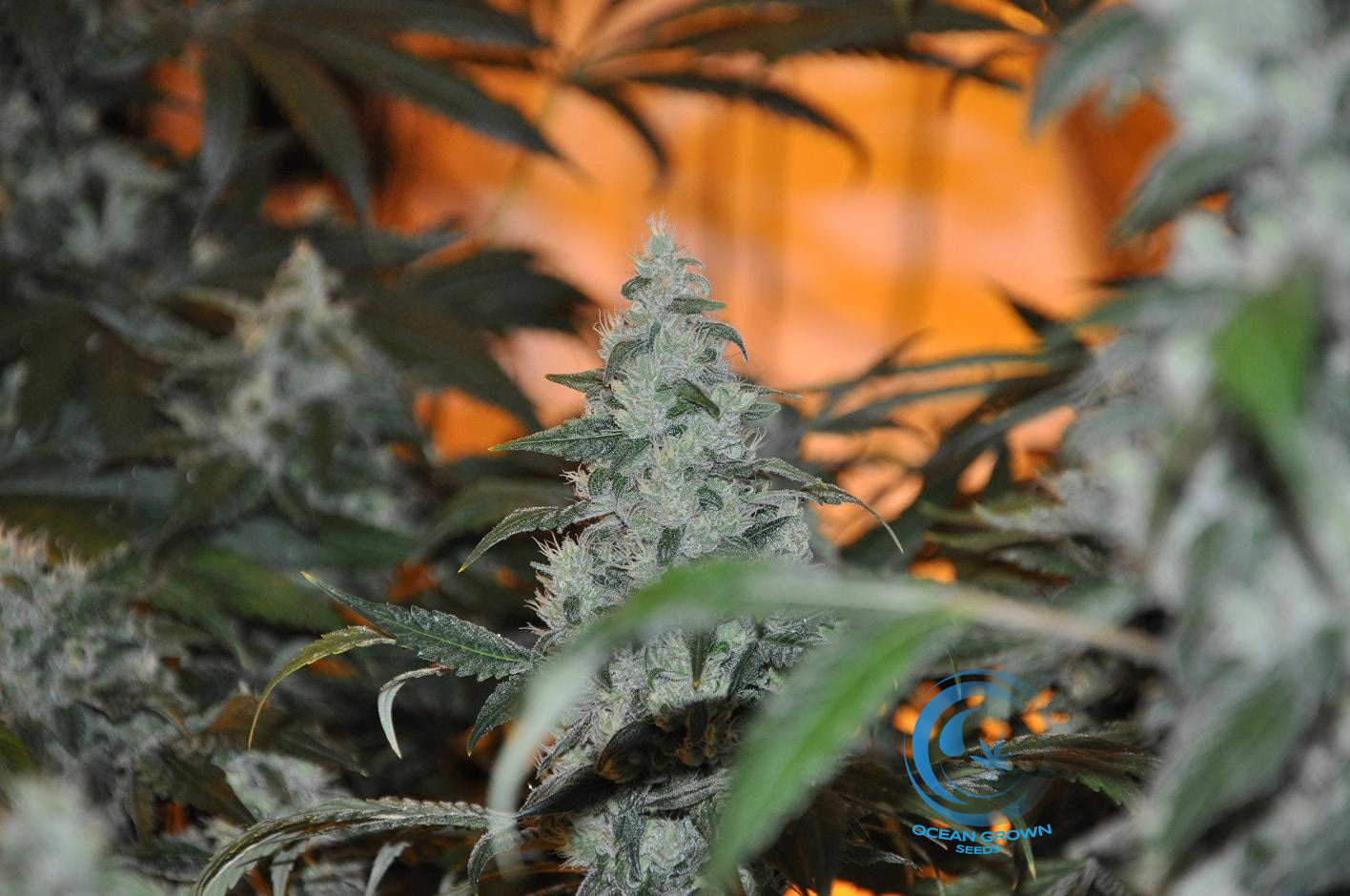 An image of Master Jedi Kush