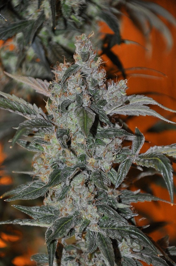 An image of Merlot OG