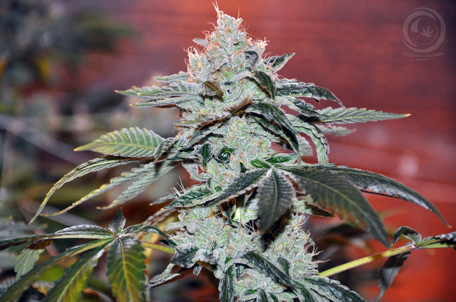 An image of Obi Wan OG Kush