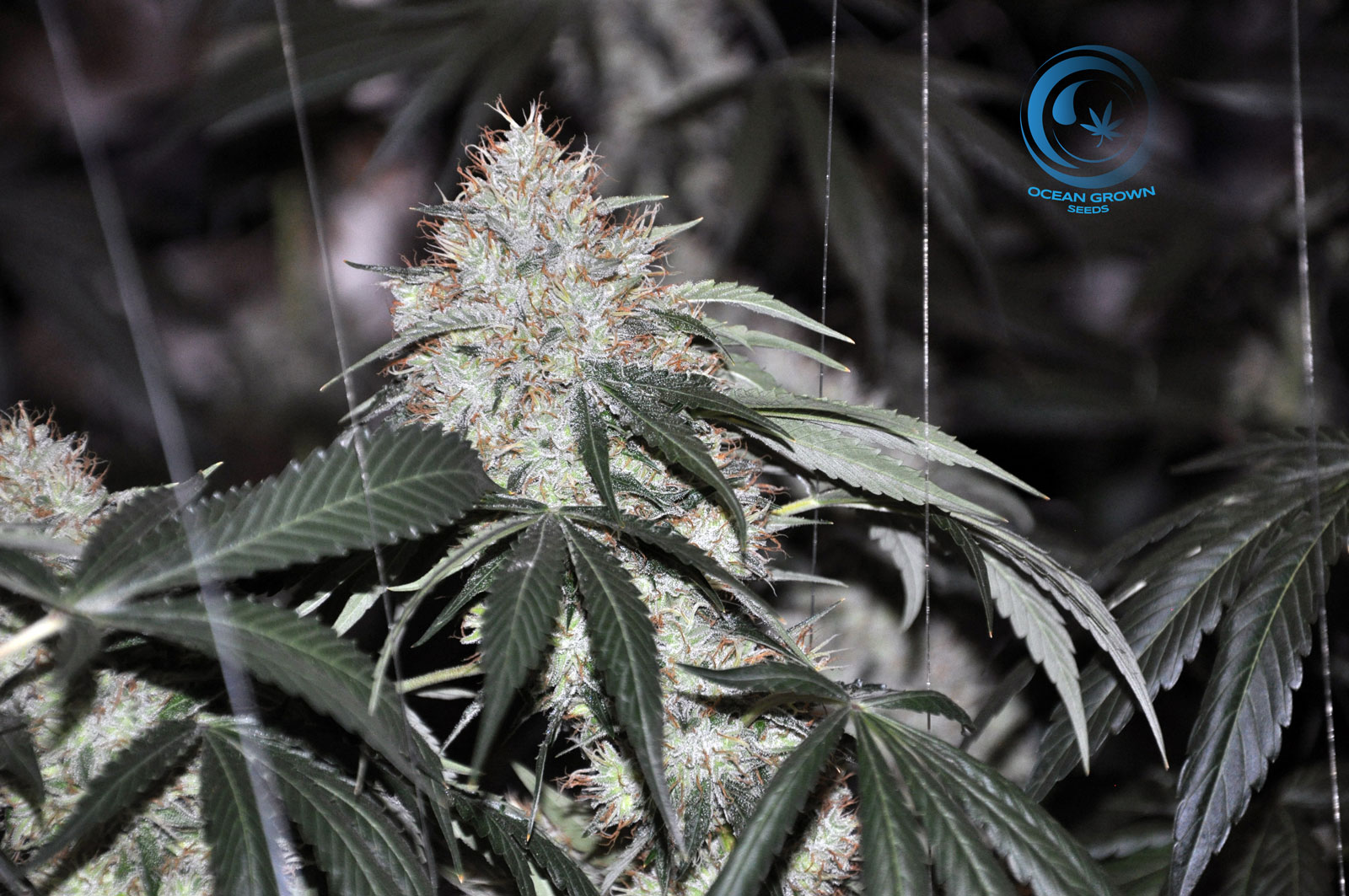 An image of Star Destroyer OG