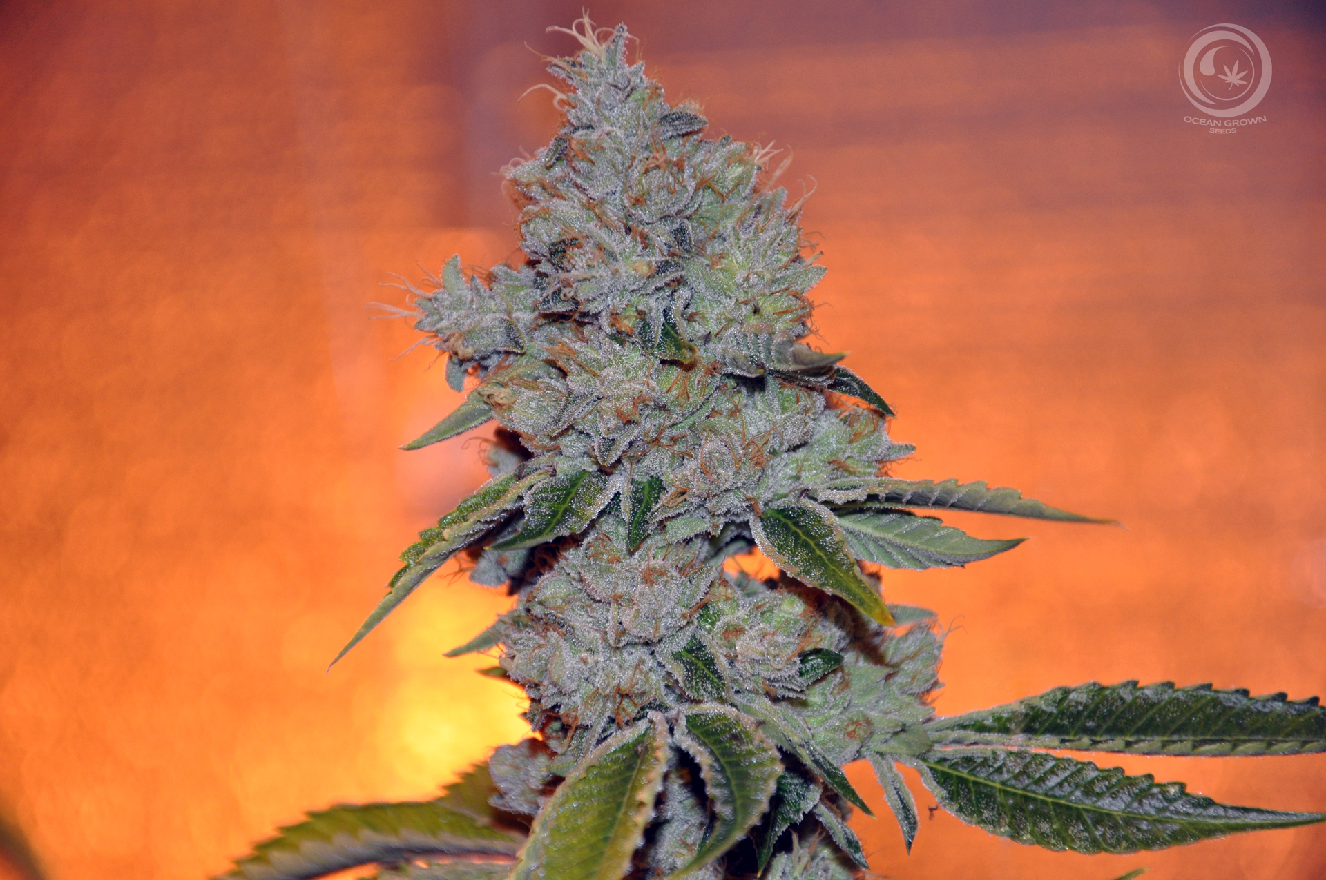 An image of Vader OG