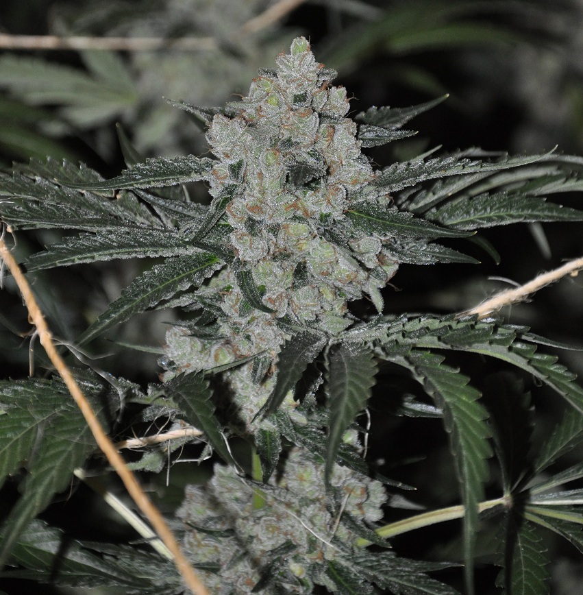 An image of Witches Brew