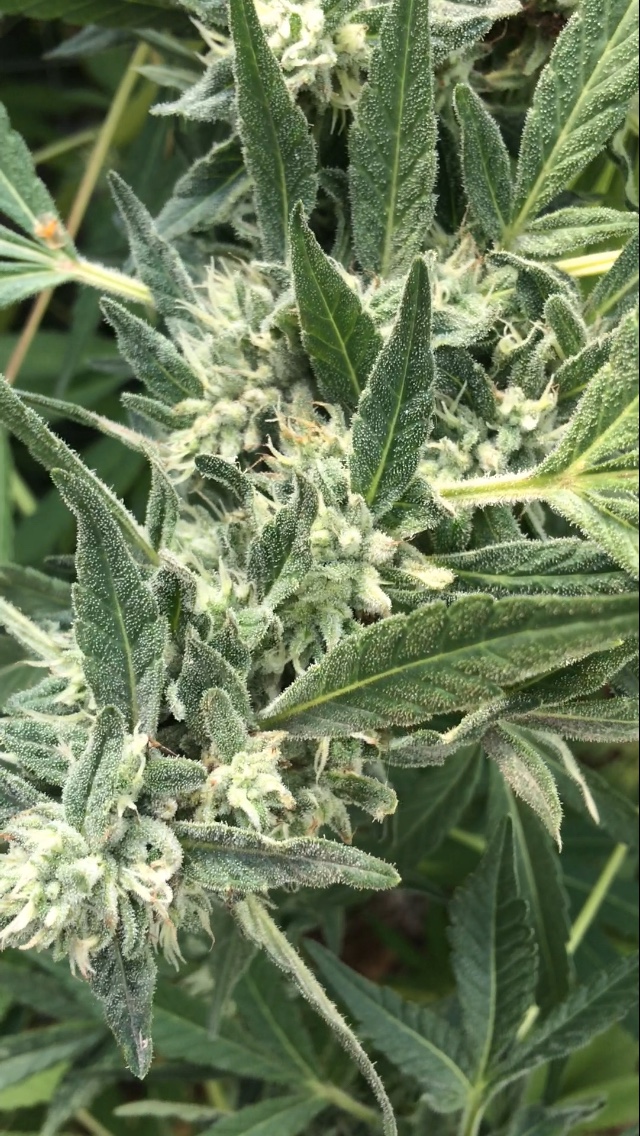 An image of 2016 OG Glue