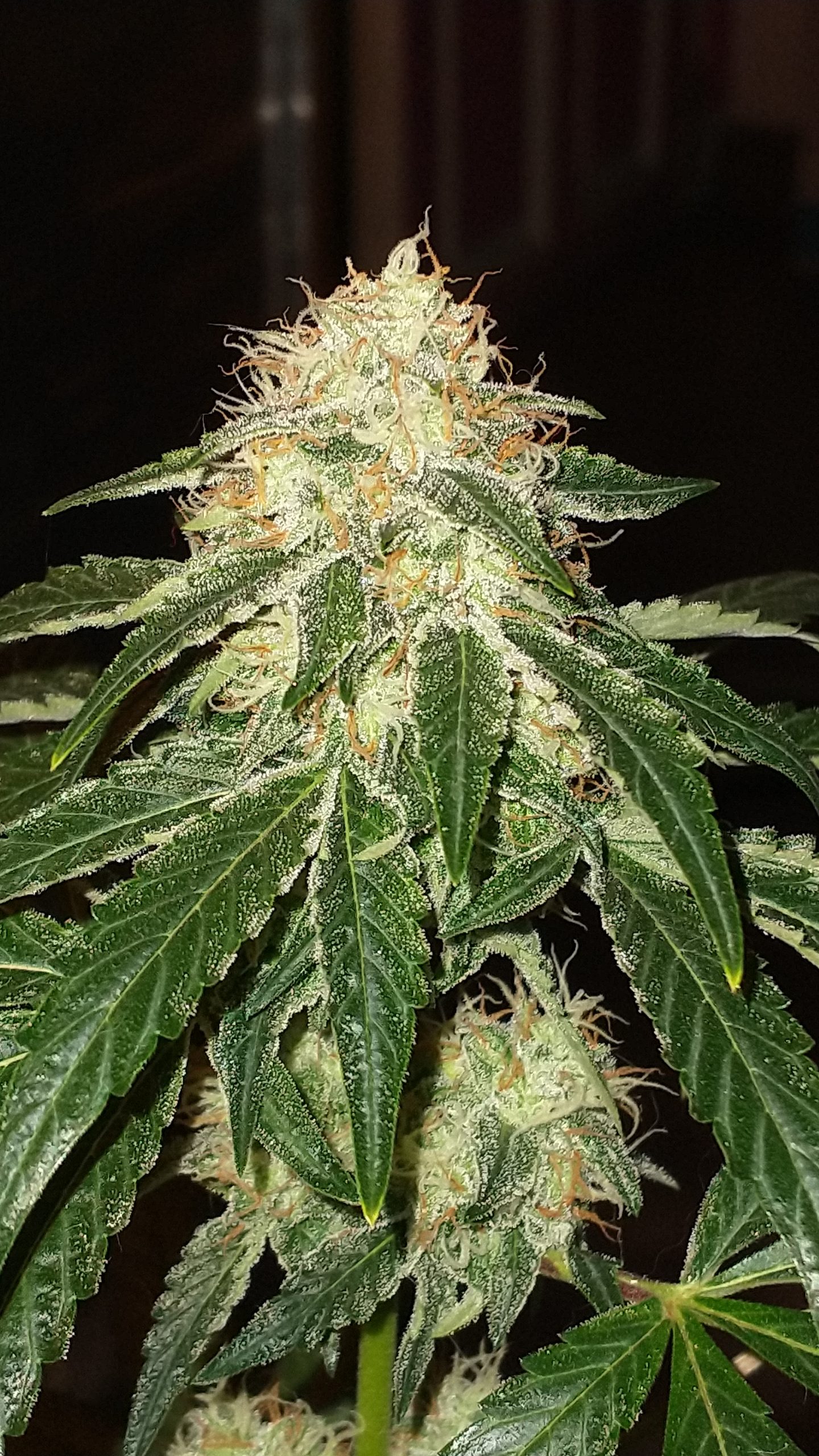 An image of Fighter White