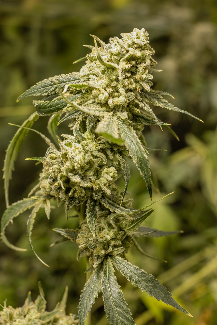 An image of Haze de Crema