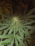 An image of Pine Tar Kush