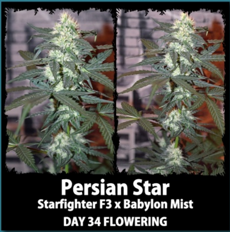 An image of Persian Star