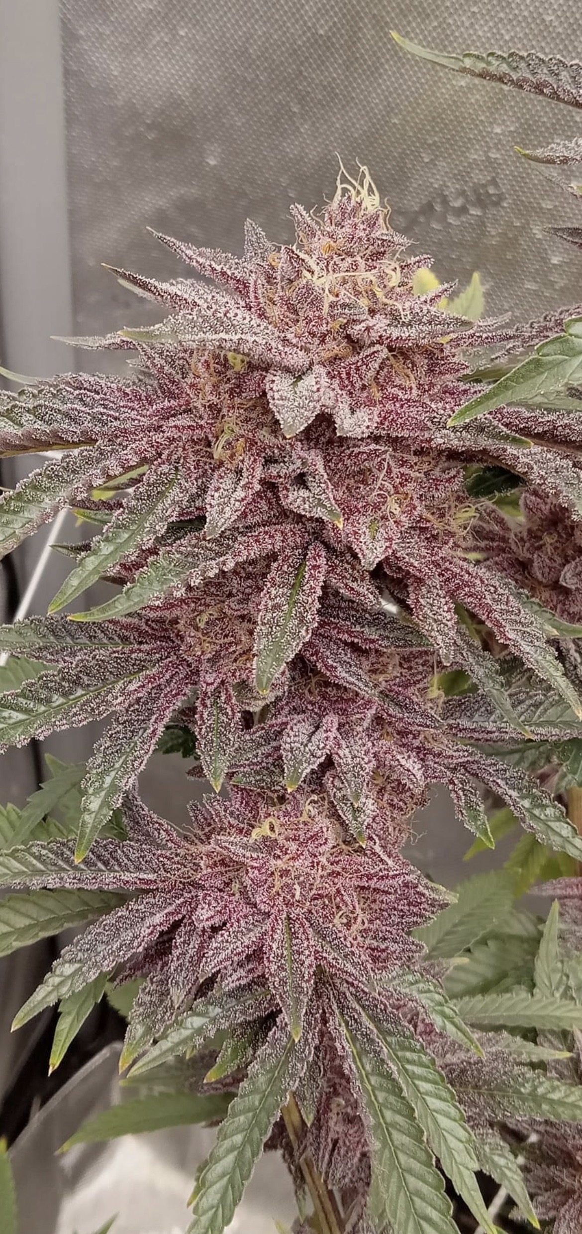An image of Cherry On the cake
