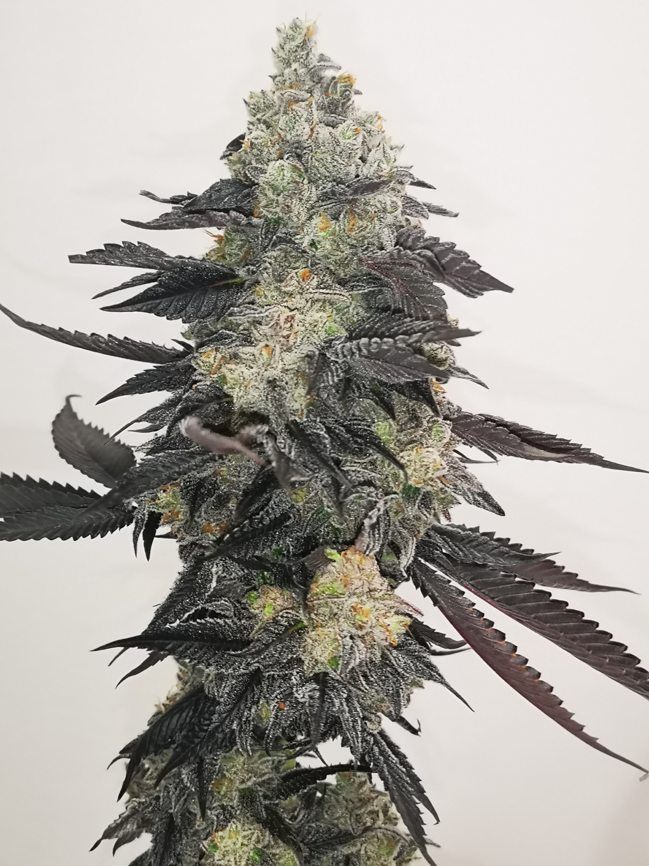 An image of Critical Bannana