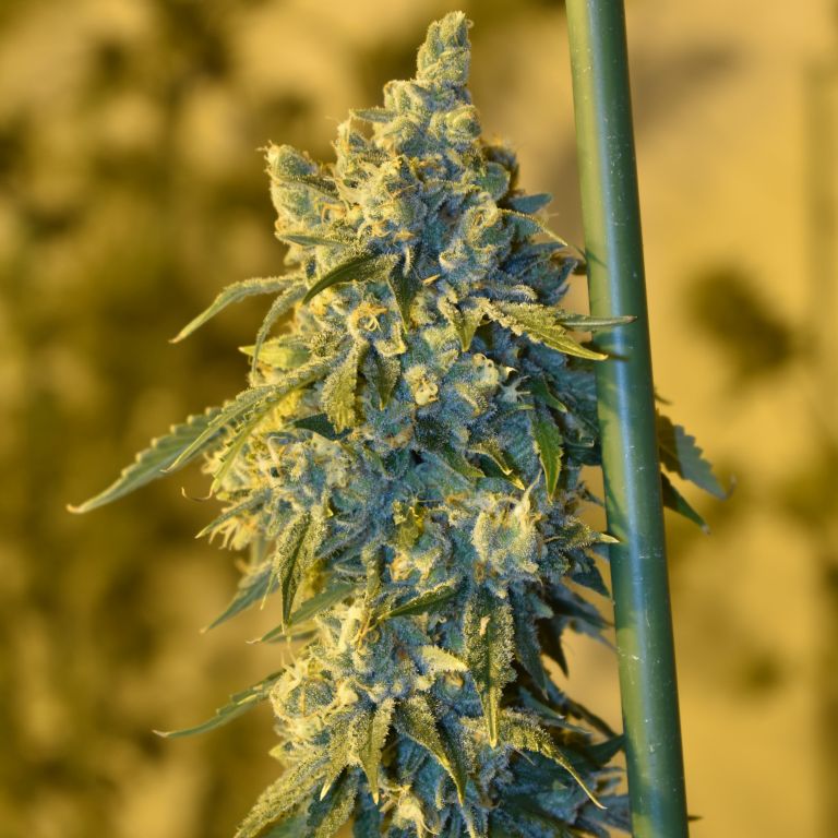 An image of OSG Cheese