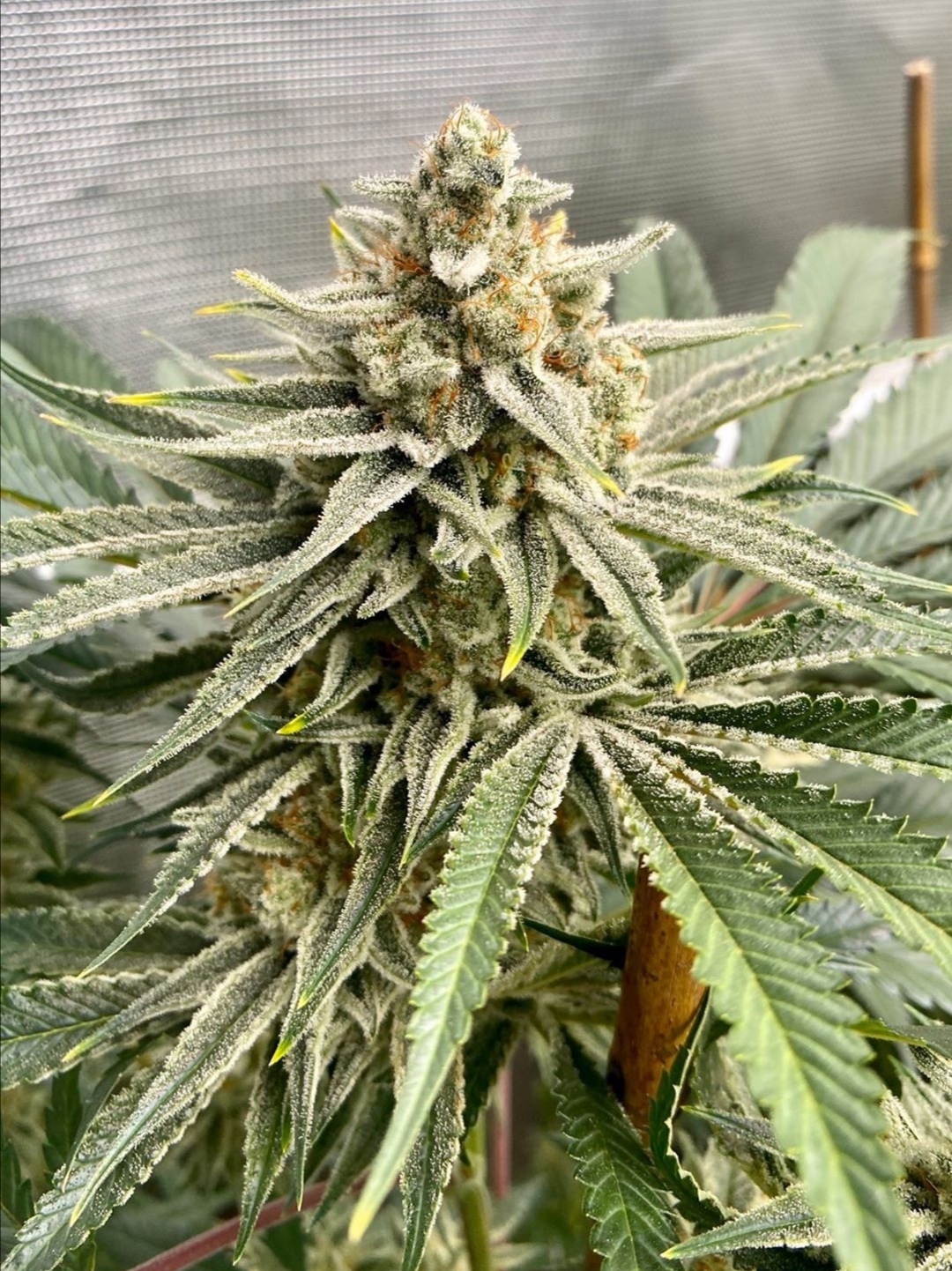 An image of OS Glue