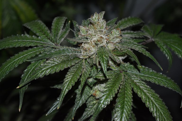 An image of Old Red Sour
