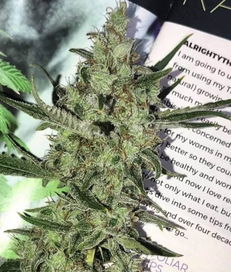 An image of Petrol Skunk