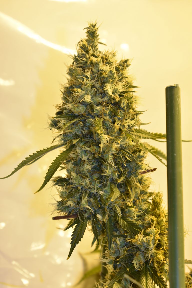 An image of Strawberry Mist