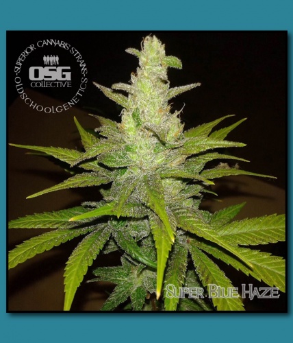 An image of Super Blue Haze