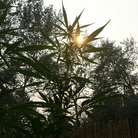 An image of Malana x Milk Of Mazar