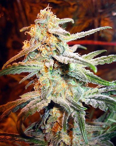 An image of Auto Himalaya Diesel