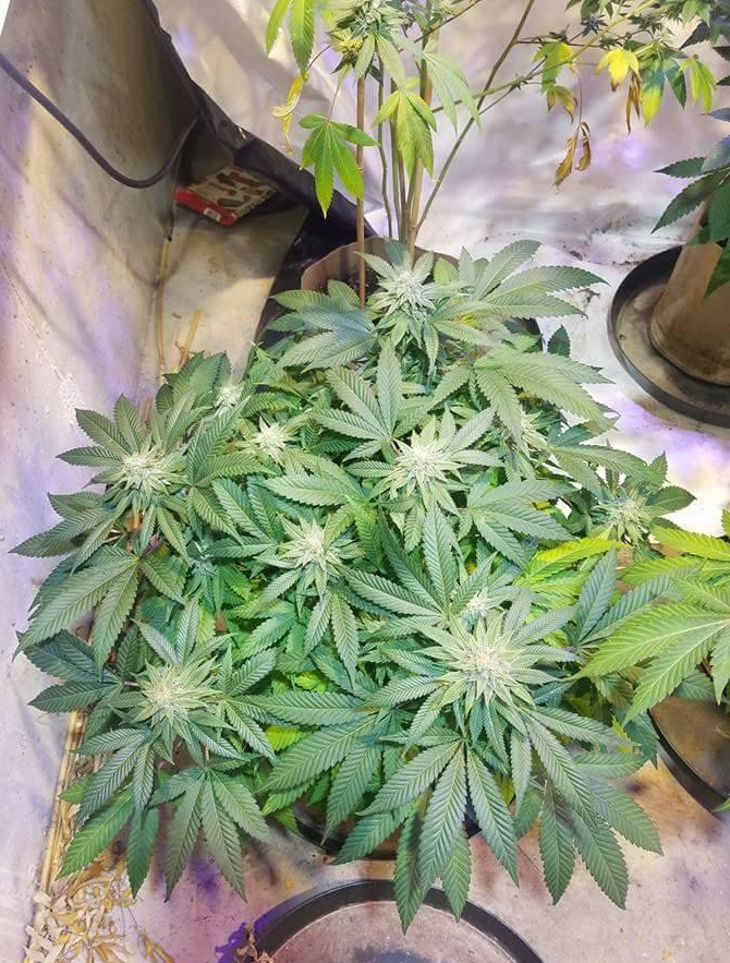 An image of Fire Creek OG