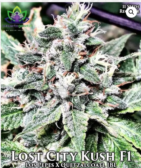 An image of Lost City Kush