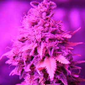 An image of GDP Blast