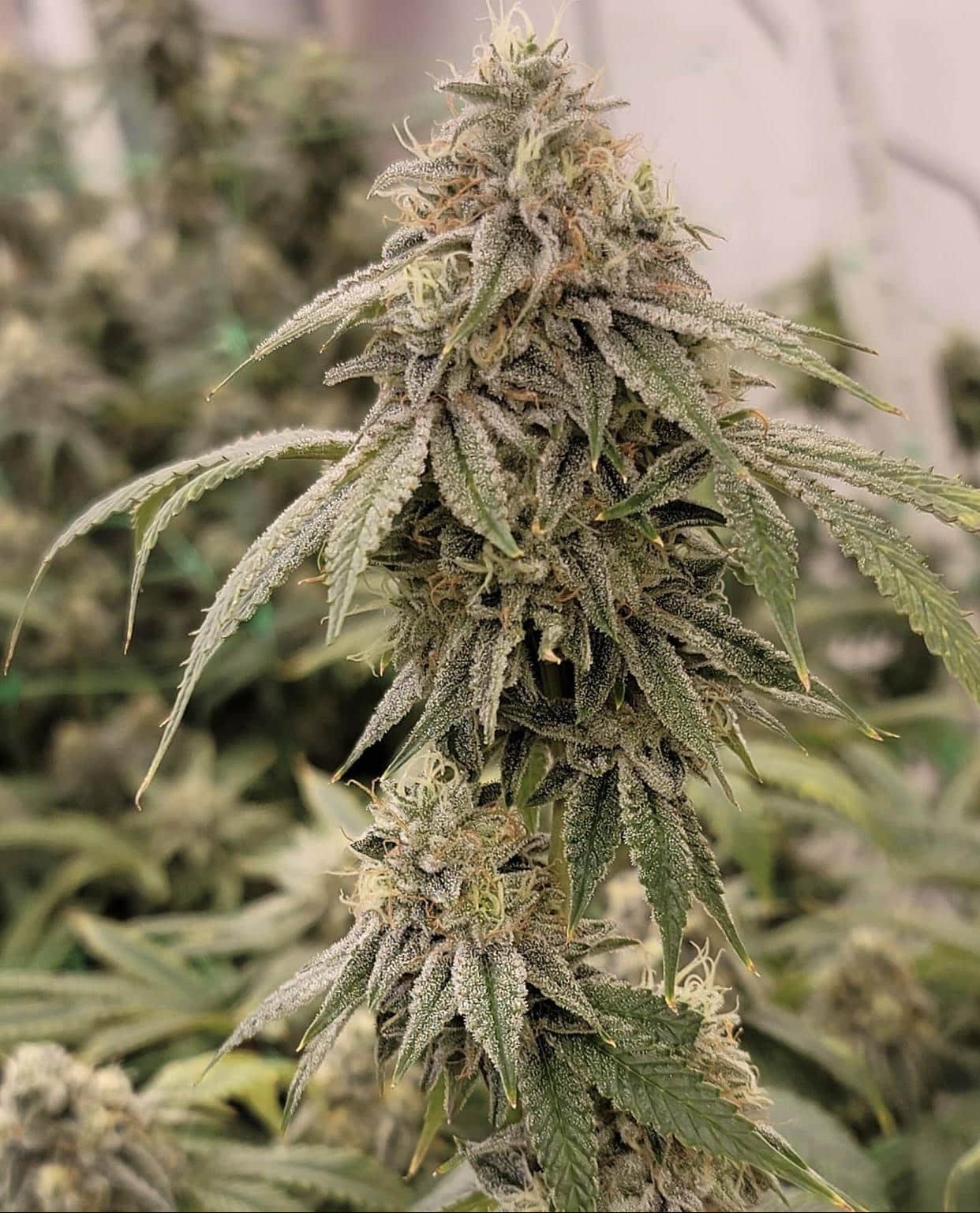 An image of Zweet Chem