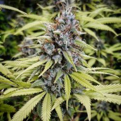 An image of Afghan Peach