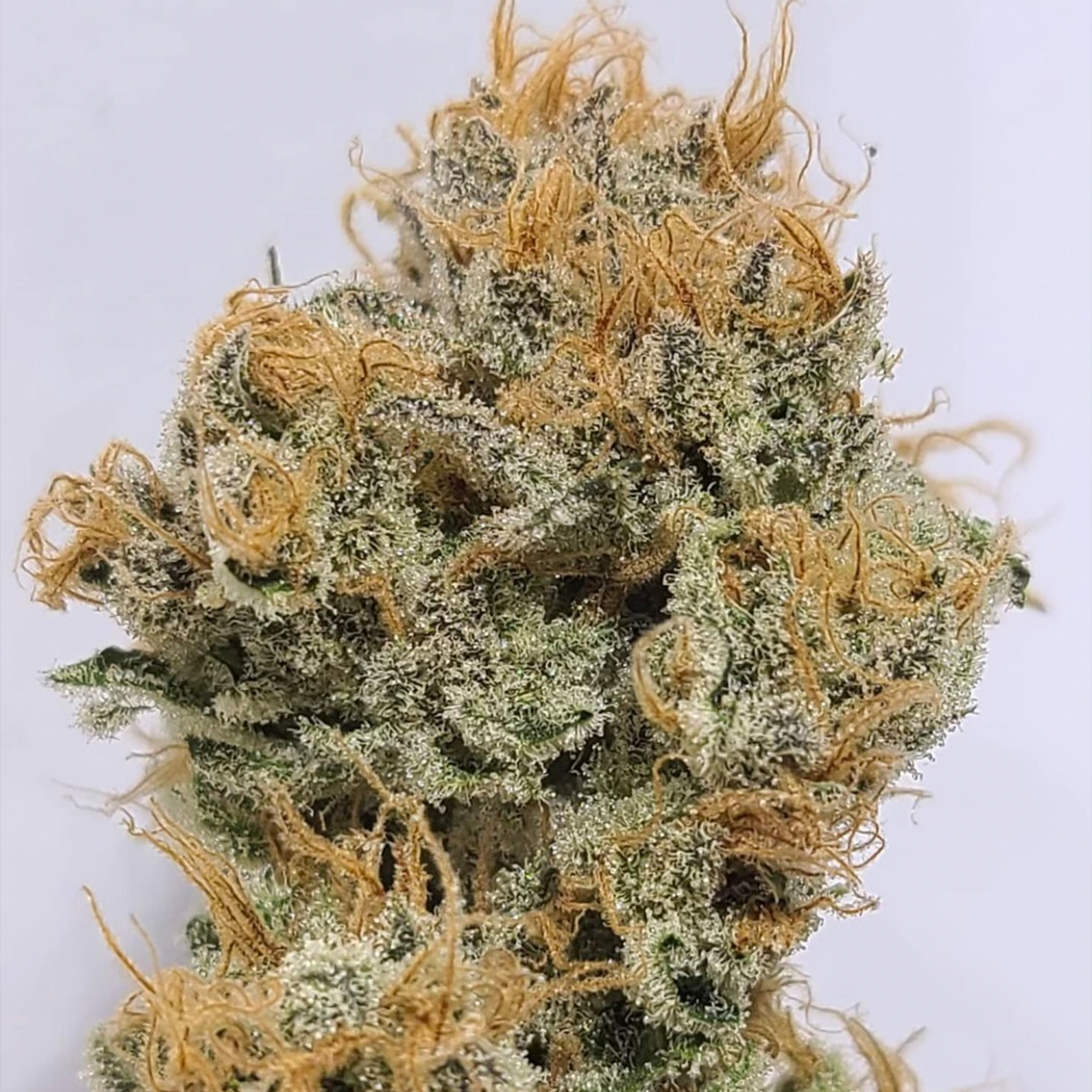 An image of Honey Bunny