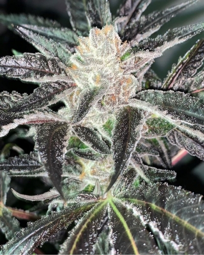 An image of Strawberry Diesel Cookies