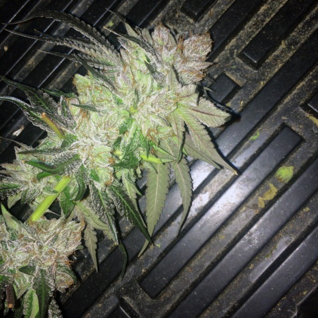 An image of Strawpicanna