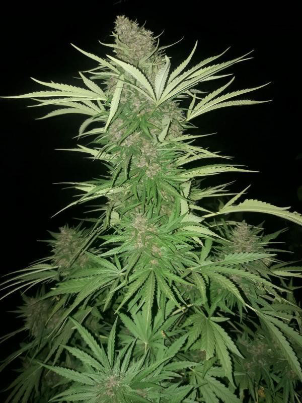 An image of Aurora Cerebral