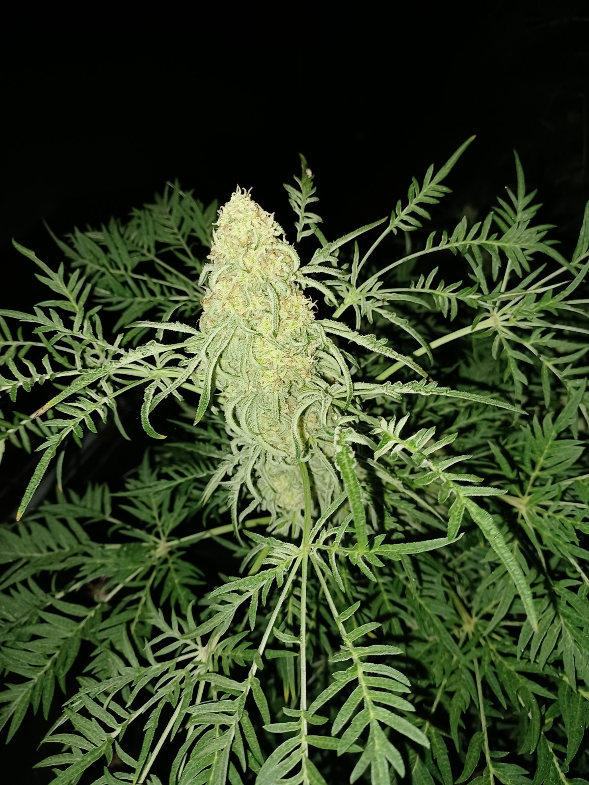 An image of Frikitanol