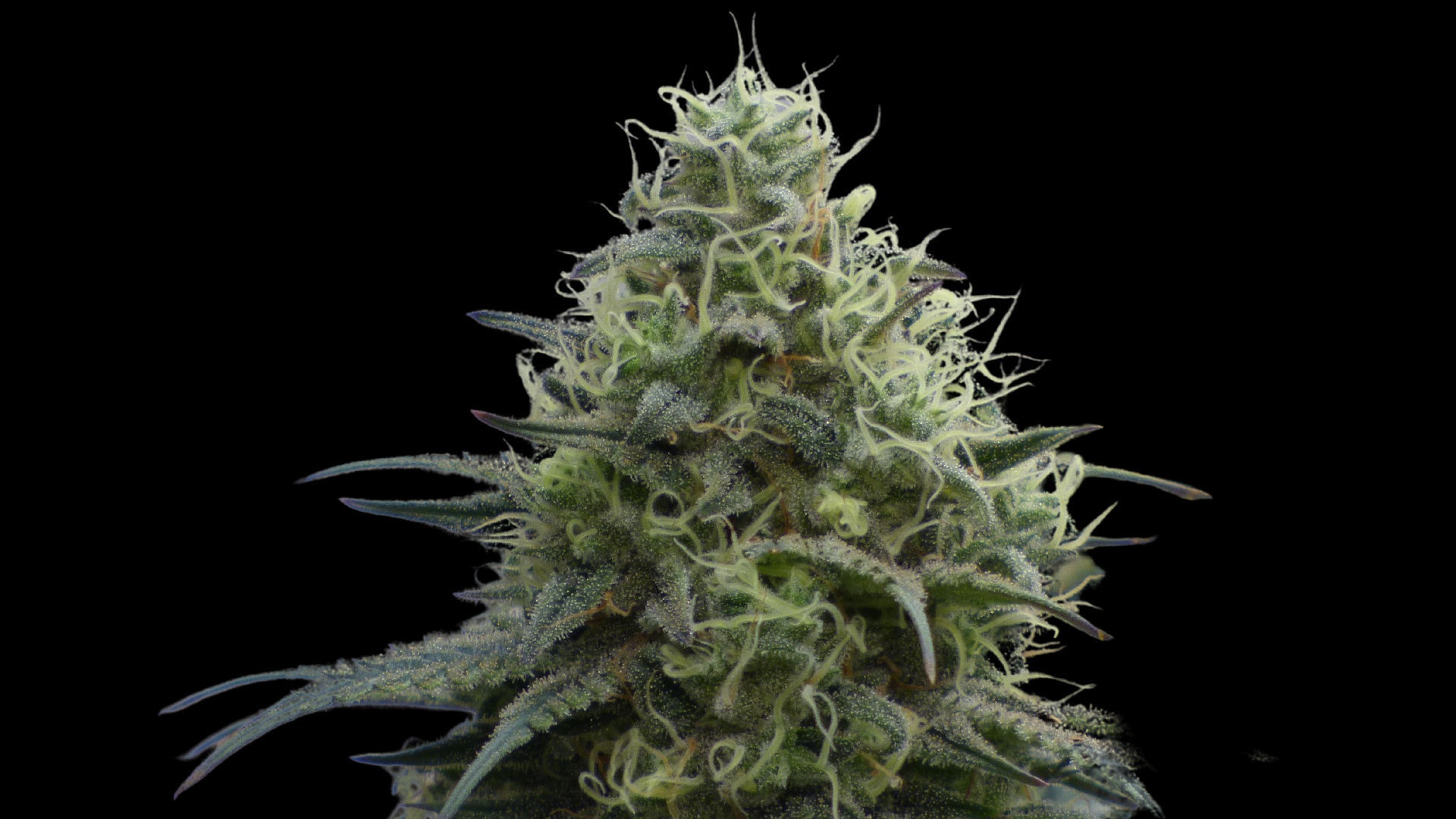 An image of Zokas Sapphire