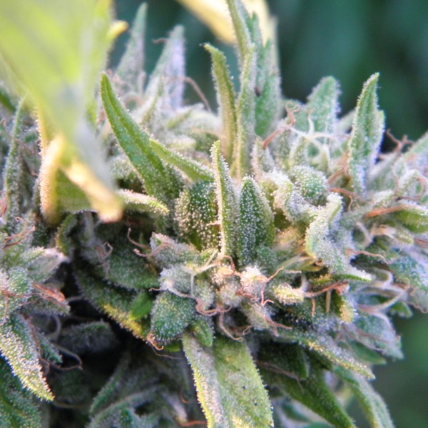 An image of Oregon Grown OG