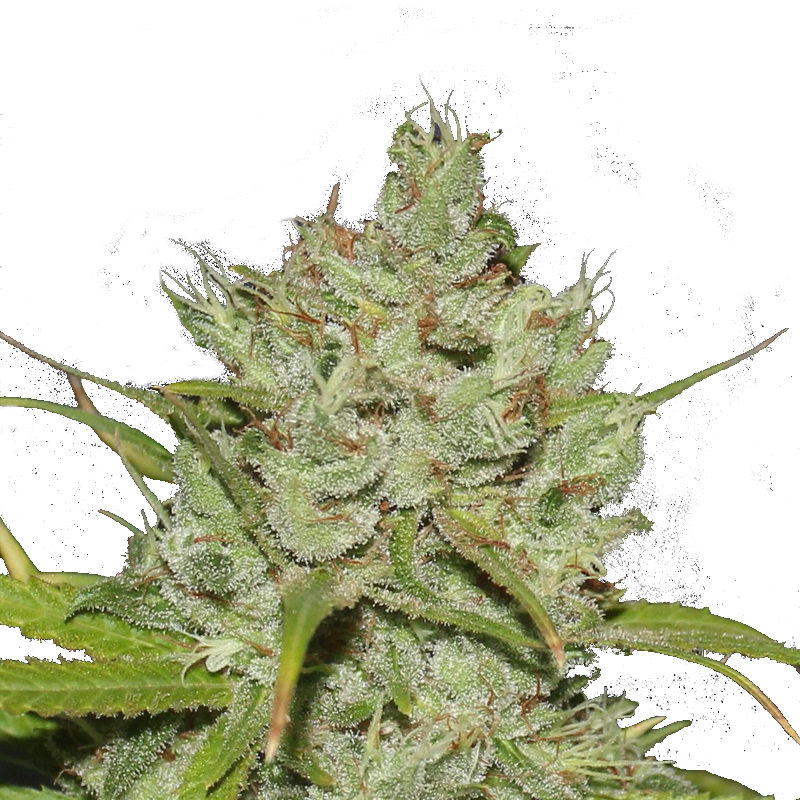 An image of Automatic Cinderella Jack